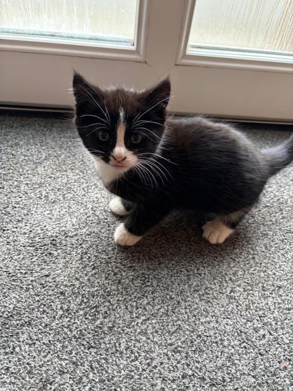 3 kittens ready to go now (2 females 1 male)
