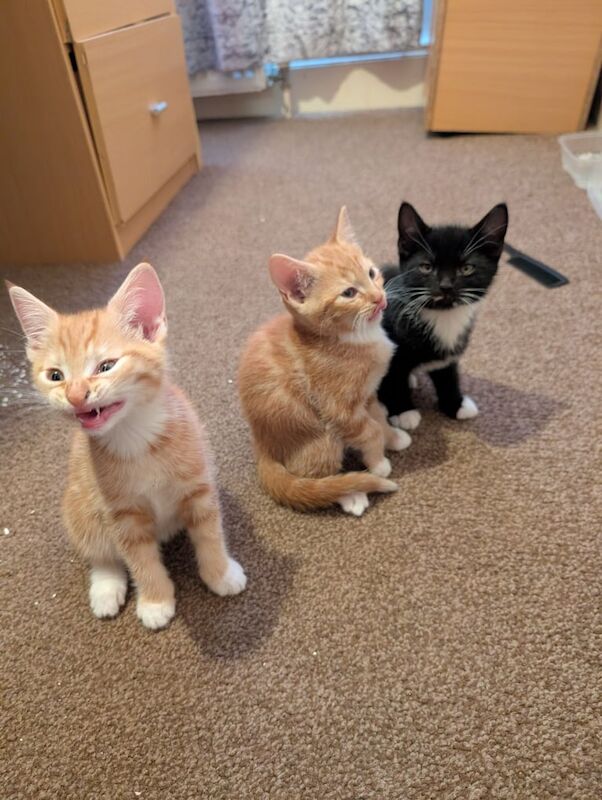 British Shorthair kittens for sale in Gillingham, Kent – 9 weeks old
