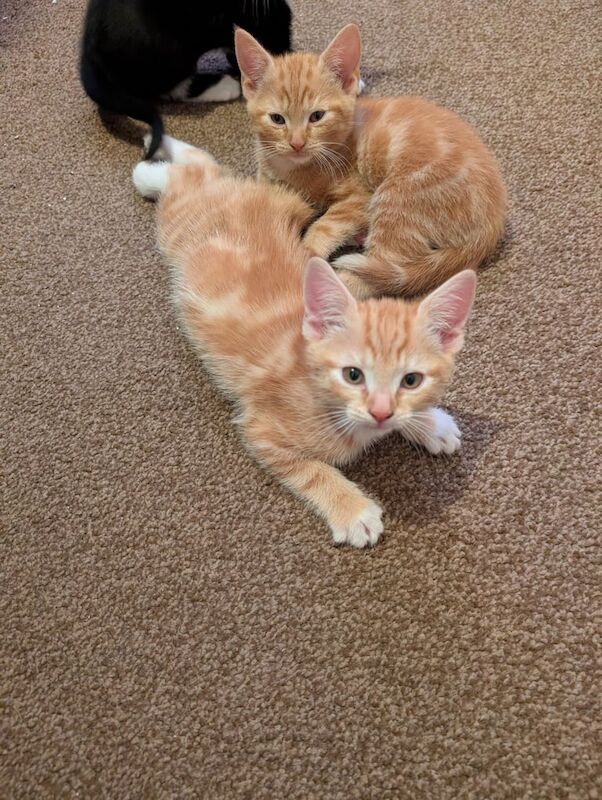 British Shorthair kittens for sale in Gillingham, Kent – 9 weeks old - Image 3 of 3