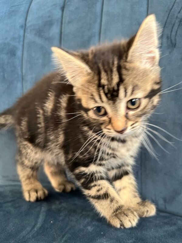 British Shorthair Kittens For Sale