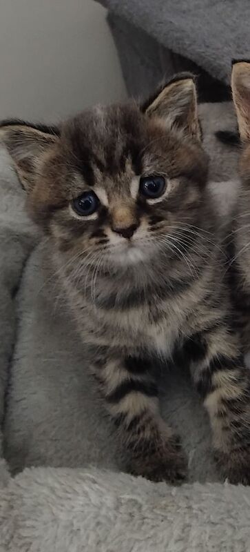 British Shorthair kittens for sale in Chertsey, Surrey – 9 months old - Image 2 of 3