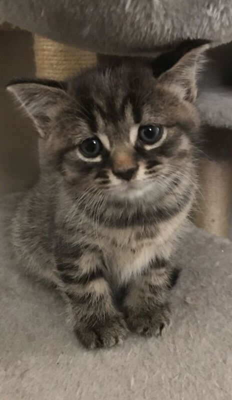 British Shorthair kittens for sale in Chertsey, Surrey – 9 months old - Image 3 of 3
