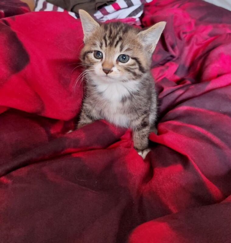 3 loving kittens for sale 8 weeks old Litter trained Flead and wormed 2 female 1 male