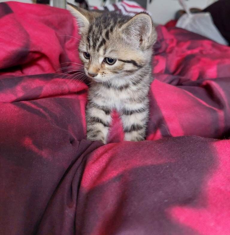 3 loving kittens for sale 8 weeks old Litter trained Flead and wormed 2 female 1 male - Image 2 of 3