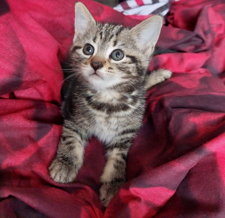 3 loving kittens for sale 8 weeks old Litter trained Flead and wormed 2 female 1 male - Image 3 of 3