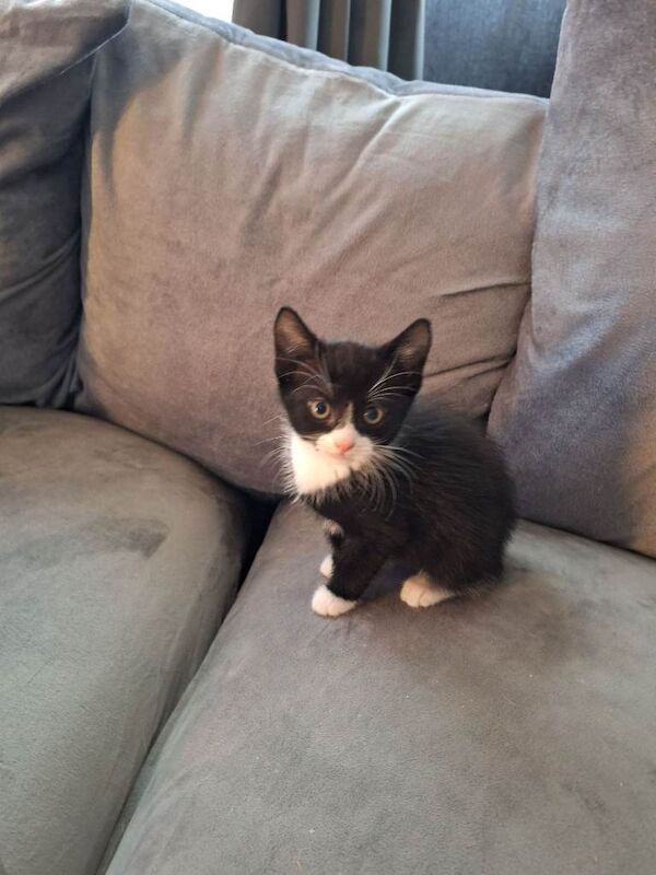 3 male kittens for sale - Image 2 of 4