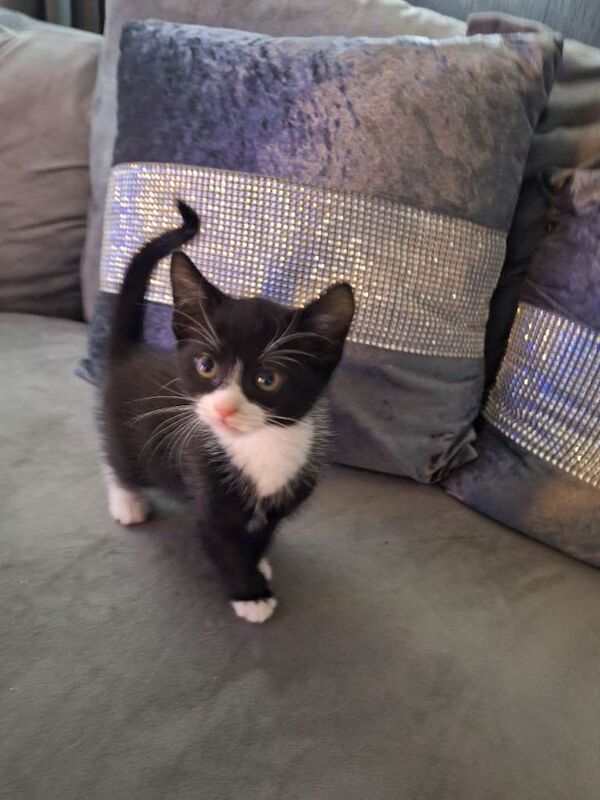 3 male kittens for sale - Image 3 of 4