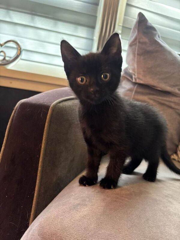 3 male kittens for sale - Image 4 of 4