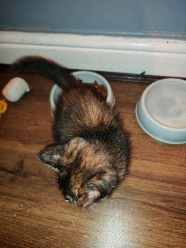 British Shorthair kittens for sale in Church, Lancashire – 9 weeks old