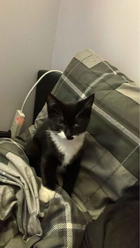 British Shorthair kittens for sale in Sittingbourne, Kent – 11 weeks old