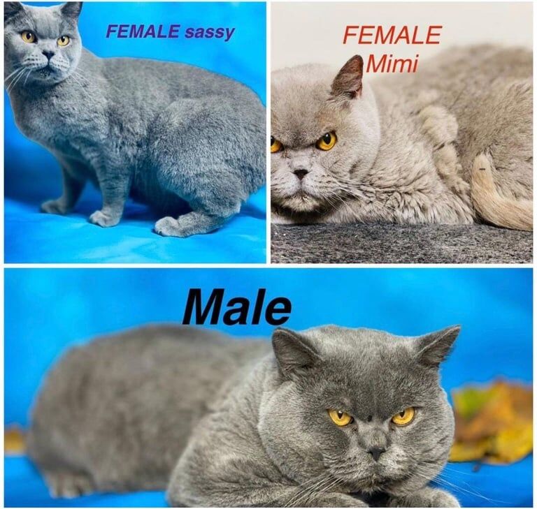 British Shorthair kittens for sale in Gorton, Greater Manchester – 2 days old