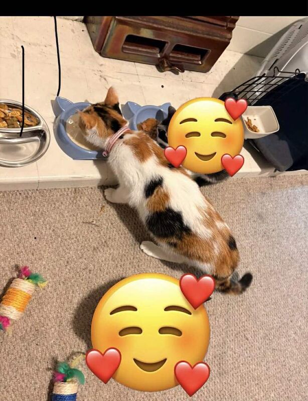 British Shorthair kittens for sale in Newtownards, County Down – 5 years old