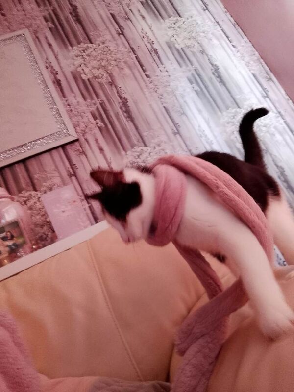 3 year old. Female cat - Image 2 of 2