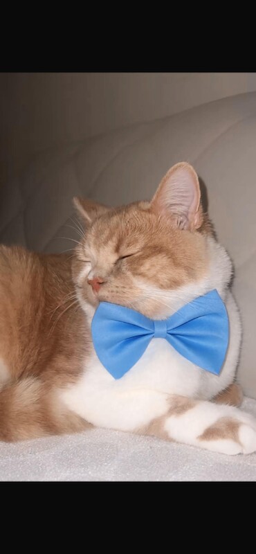 British Shorthair kittens for sale in Norwood Green, Greater London – 3 years old