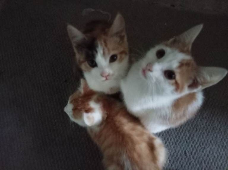 British Shorthair kittens for sale in Clapham, Greater London – 11 weeks old - Image 3 of 4