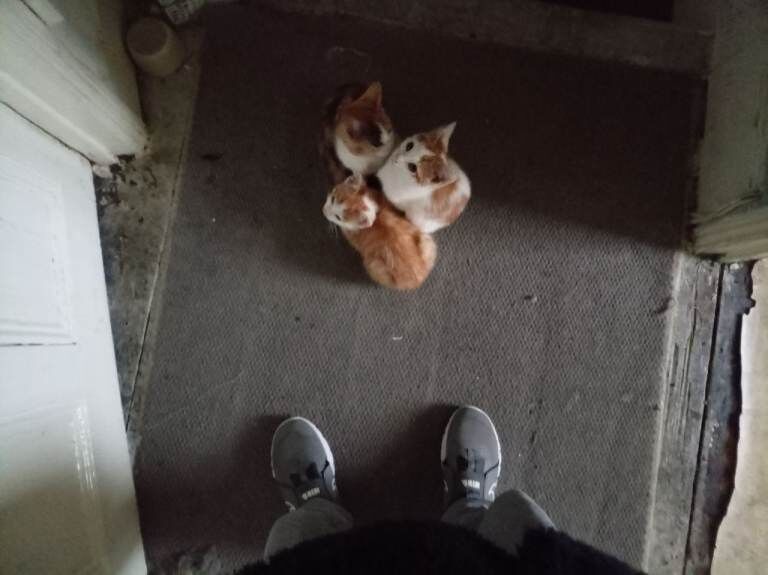 British Shorthair kittens for sale in Clapham, Greater London – 11 weeks old - Image 4 of 4