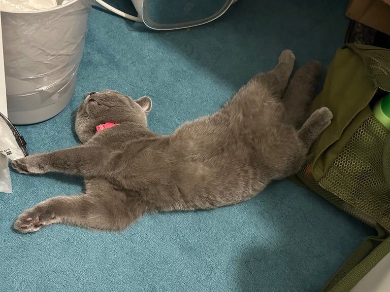 British Shorthair kittens for sale in Cobham, Surrey – 4 months old