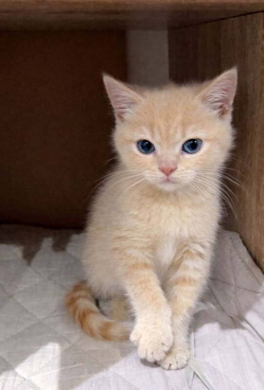 British Shorthair kittens for sale in Harrow, Greater London – 3 months old