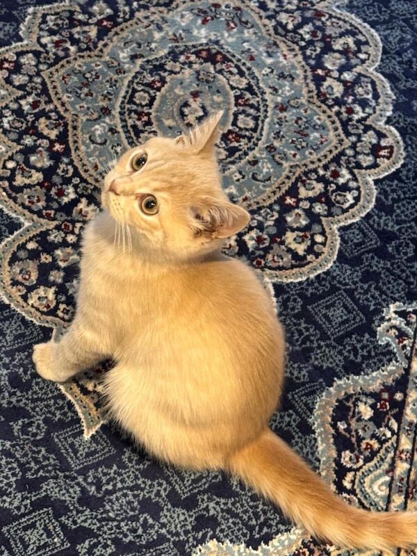 British Shorthair kittens for sale in Harrow, Greater London – 3 months old - Image 4 of 4