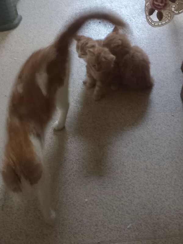 4 beautiful, adorable, lovely kittens for sale in Walthamstow, Greater London