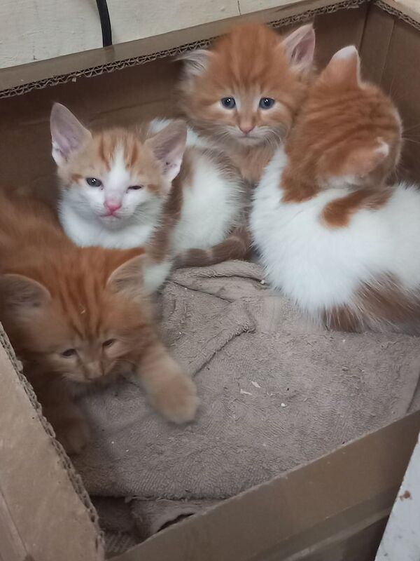 4 beautiful, adorable, lovely kittens for sale in Walthamstow, Greater London | Image 2