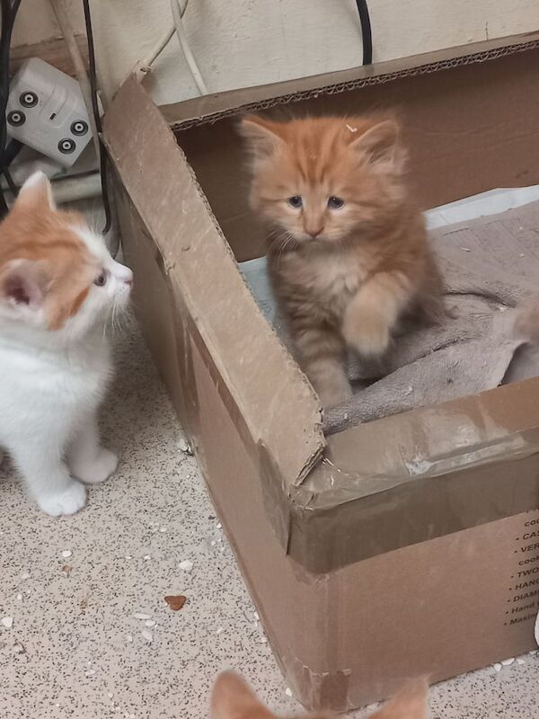 British Shorthair kittens for sale in Walthamstow, Greater London – 9 months old - Image 3 of 3