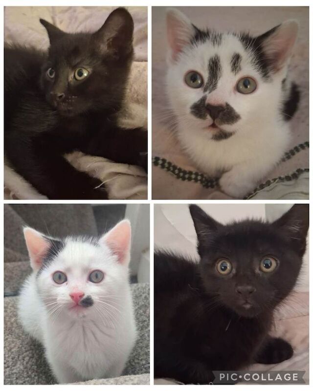 British Shorthair Kittens For Sale