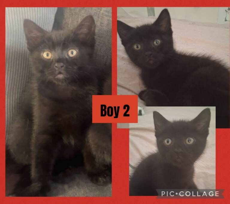4 Beautiful Boy kittens - Image 3 of 6