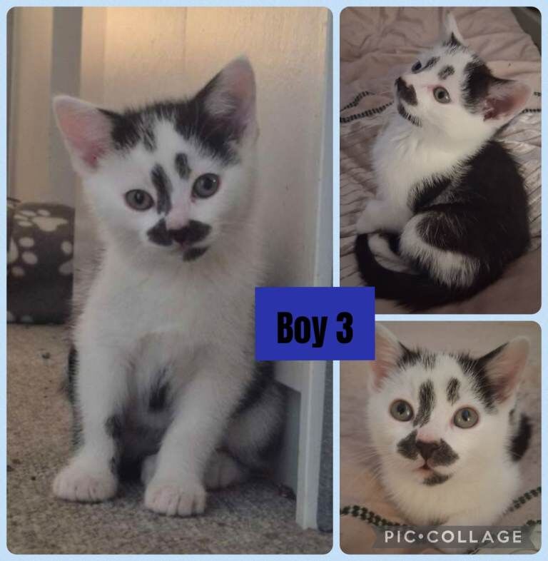 4 Beautiful Boy kittens - Image 4 of 6