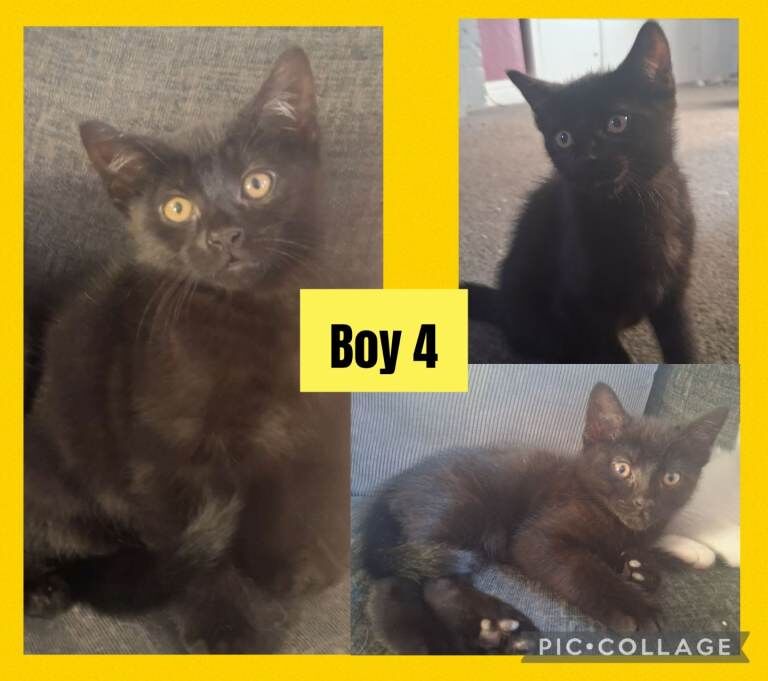 4 Beautiful Boy kittens - Image 5 of 6