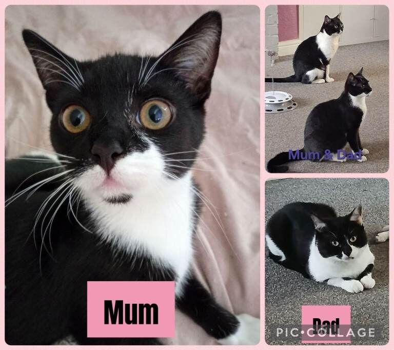 4 Beautiful Boy kittens - Image 6 of 6