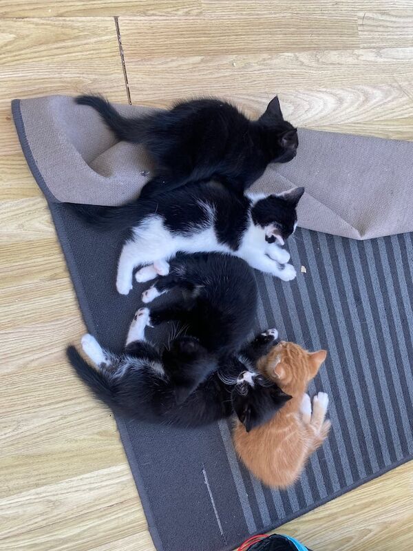 4 beautiful boys for sale £70 each for sale in Newcastle upon Tyne, Tyne and Wear