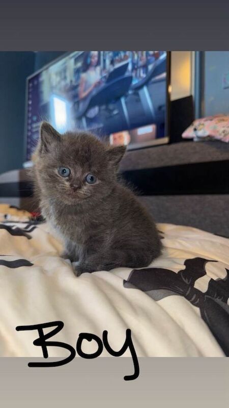British Shorthair Kittens For Sale