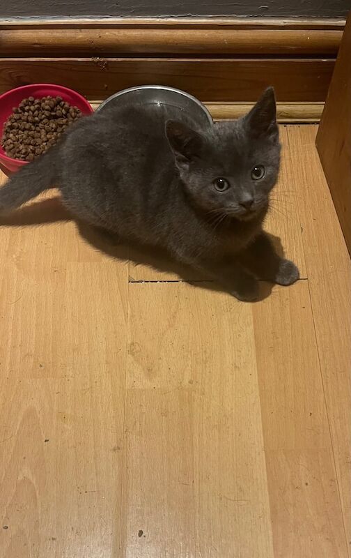 British Shorthair kittens for sale in Ipswich, Suffolk – 9 weeks old