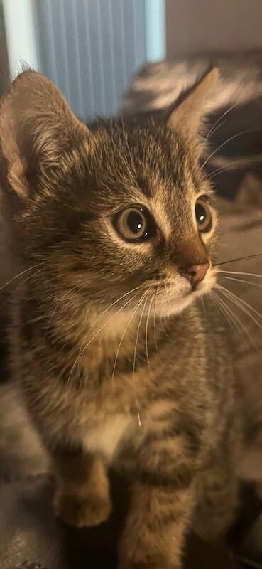 British Shorthair kittens for sale in Ipswich, Suffolk – 9 weeks old - Image 2 of 4