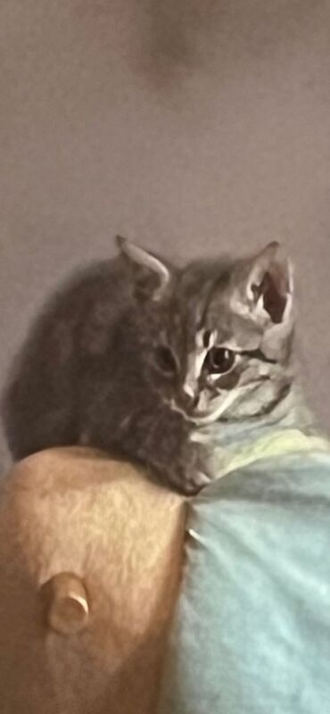 British Shorthair kittens for sale in Ipswich, Suffolk – 9 weeks old - Image 3 of 4