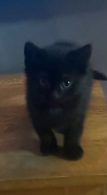 British Shorthair kittens for sale in Ipswich, Suffolk – 9 weeks old - Image 4 of 4