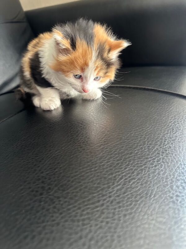 British Shorthair kittens for sale in Whitechapel, Greater London – 9 months old - Image 1 of 3