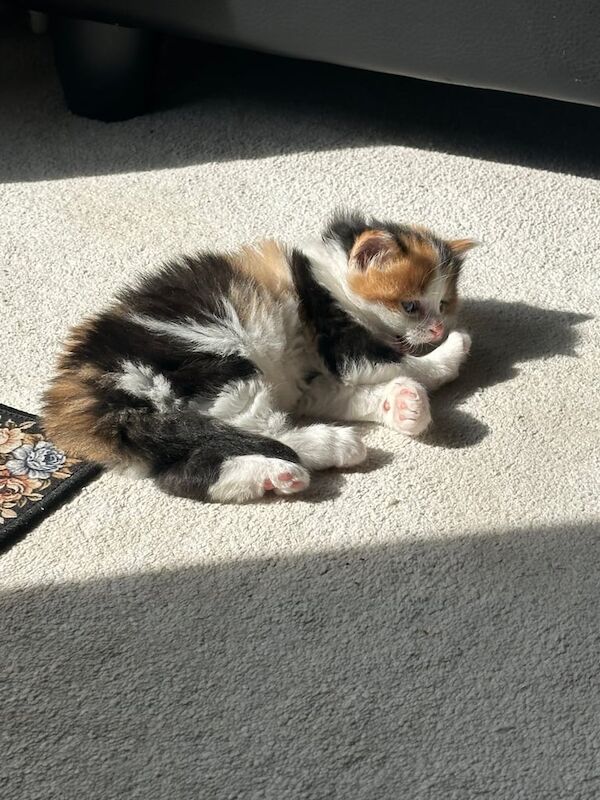 British Shorthair kittens for sale in Whitechapel, Greater London – 9 months old - Image 2 of 3