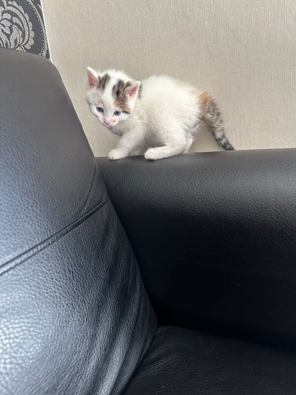 British Shorthair kittens for sale in Whitechapel, Greater London – 9 months old - Image 3 of 3