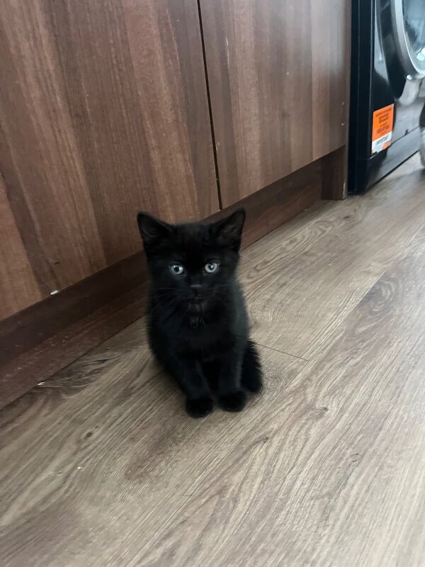 4 beautiful kittens for sale in Brighton, East Sussex