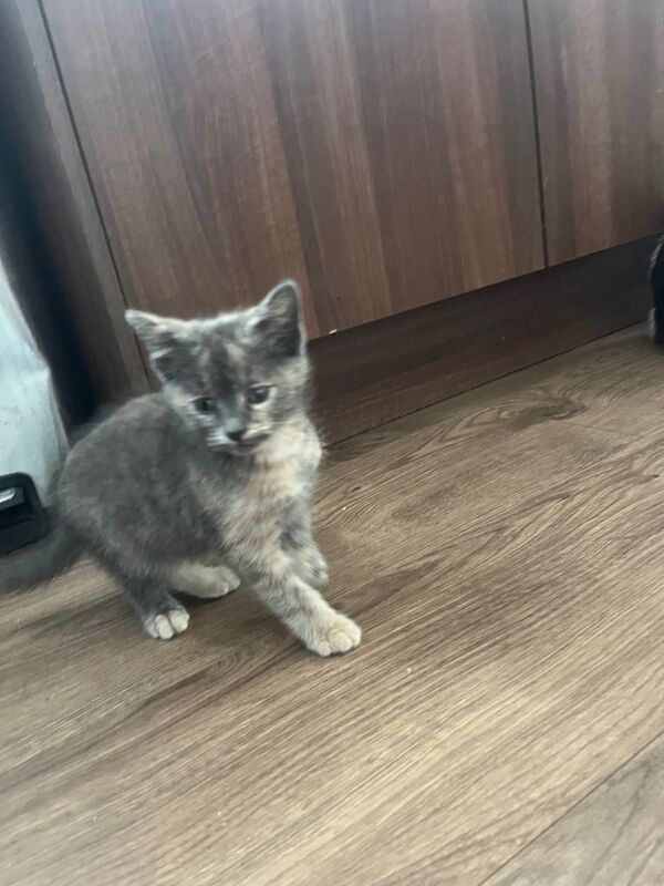 4 beautiful kittens for sale in Brighton, East Sussex | Image 2
