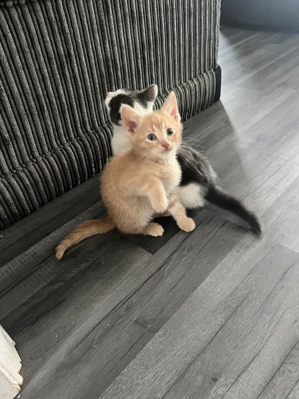 4 beautiful kittens for sale in Brighton, East Sussex | Image 3