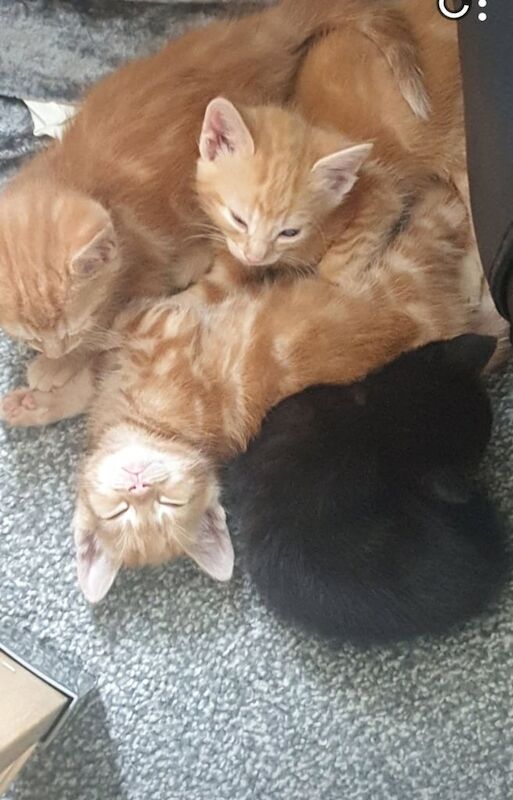 4 beautiful kittens £80 each for sale in Knottingley, West Yorkshire
