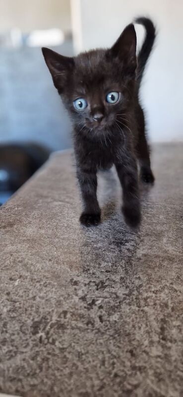 4 beautiful kittens £80 each for sale in Knottingley, West Yorkshire | Image 2