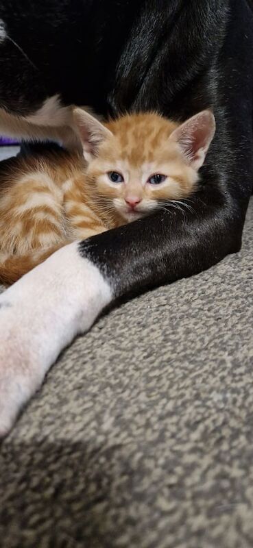 4 beautiful kittens £80 each for sale in Knottingley, West Yorkshire | Image 3