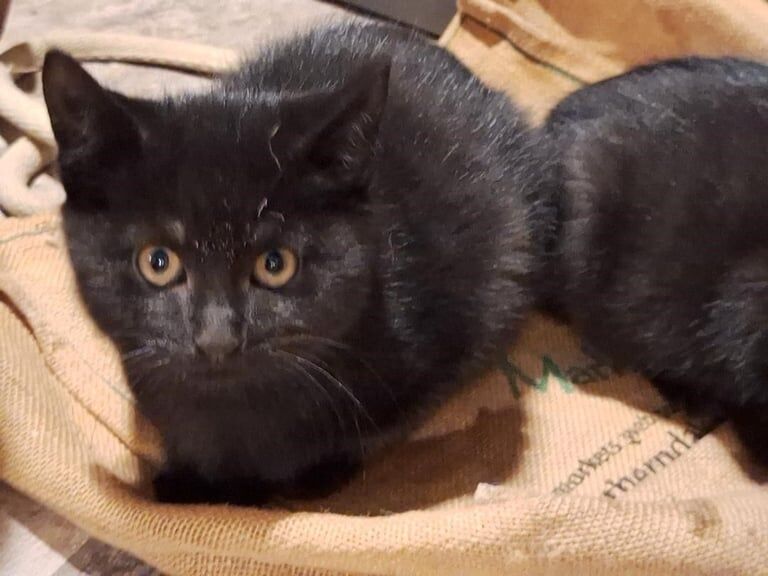 British Shorthair kittens for sale in Kirkby Stephen, Cumbria – 11 weeks old - Image 4 of 6