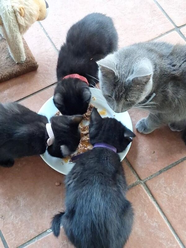British Shorthair kittens for sale in Kirkby Stephen, Cumbria – 11 weeks old - Image 5 of 6