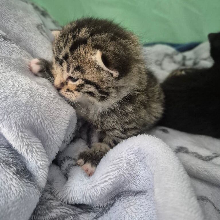 British Shorthair kittens for sale in Basildon, Essex – 8 months old - Image 2 of 3