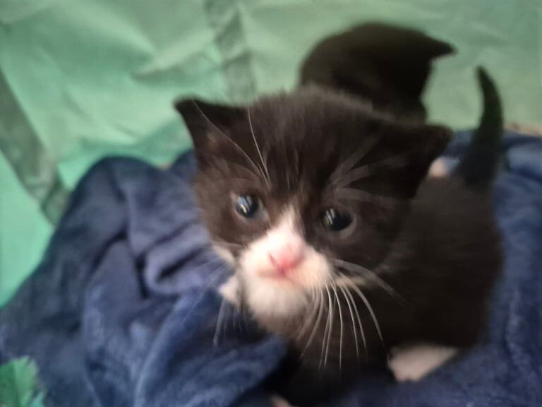 British Shorthair kittens for sale in Basildon, Essex – 8 months old - Image 3 of 3